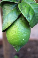 Unripe lemon in Malcesine, Italy