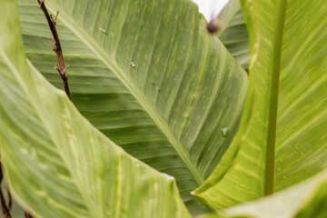 Canna Indica leaves with a few raindrops; close-up image captures in a garden in the eastern Andean mountains of central Colombia, near the Iguaque natural reserve.
