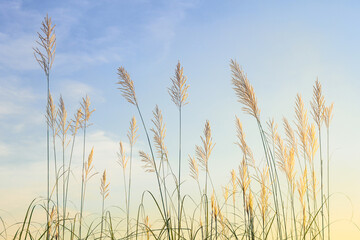 White reed grass glowing with blue sky background, representing calmness, simplicity, and natural beauty in the evening