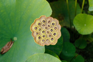 Dried Lotus Seed Pod with Green Leaves Background