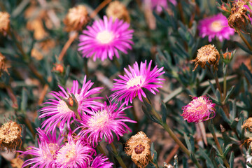 pink and yellow flowers