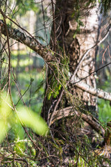 Closeup entwined root and trunk junction with vibrant moss and leafy foreground, cinematic forest-floor energy ideal for environmental storytelling and woodland lifestyle visuals