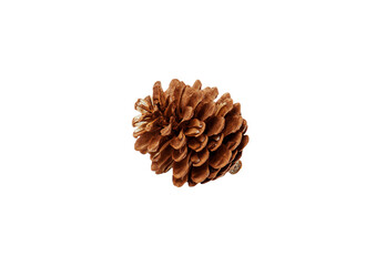 A small, closed pine cone with a tight, rounded shape, resting on its side. Isolated on a white background, excellent as a natural, rustic element for Autumn or Winter design