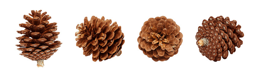 A horizontal set of four pine cones of varying shapes and textures, all isolated on a white background. A versatile natural element collection for Autumn, Winter, or Christmas designs