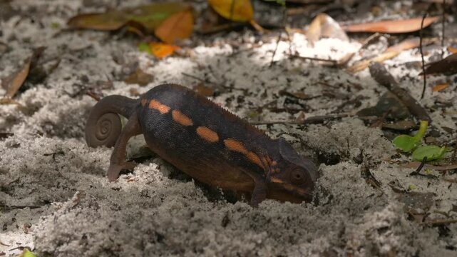 panther chameleon female digging a hole in sand for her eggs  368