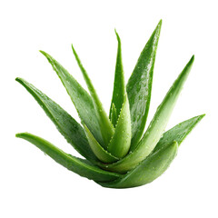 Fototapeta premium Fresh green aloe vera plant with water droplets on black background image, Cut Out, Isolated On White Background, Png Transparent