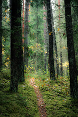 Fototapete bei efototapeten.de bestellen   