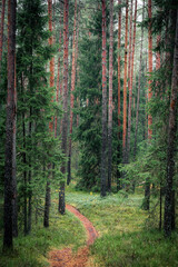 Fototapete bei efototapeten.de bestellen   