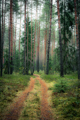 Old European forest with a scenic path leading through a lush pine trees in Latvia. Deep green colors and dreamy landscape.
