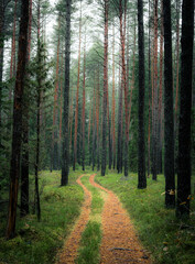 Old European forest with a scenic path leading through a lush pine trees in Latvia. Deep green colors and dreamy landscape.
