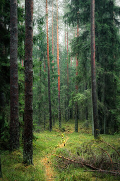 Old European forest with a scenic path leading through a lush pine trees in Latvia. Deep green colors and dreamy landscape.
