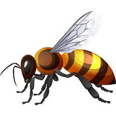 A Detailed Vector Illustration of a Honey Bee With Striped Body and Translucent Wings on a White Background Isolated Object