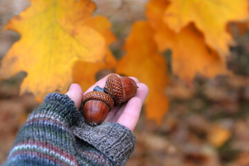 Beautiful autumn background. hand in knitted mittens holding ripe brown acorns close up, blurred natural backdrop. symbol of cozy fall season. copy space. template for design