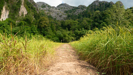 Scenic path through rice fields leading to majestic mountains under a bright sky