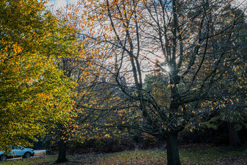 Fototapeta premium Autumn light filtering through a nearly bare tree in Princes Street Gardens, creating a serene seasonal glow