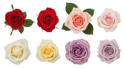 Eight colorful roses arranged symmetrically isolated on a transparent background