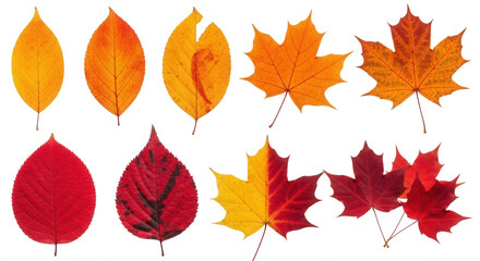 Autumn leaves collection vibrant colors isolated on a transparent background