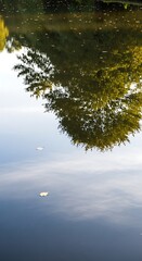 Serene Water Reflection of Lush Tree Canopy with Drifting Leaves