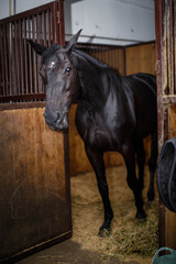 Stallion horse of the bay suit in the stable