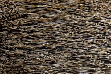 Closeup of fur coat of wild boar, Sus scrofa. Detail of bristle. Animal also known as wild swine or wild pig. Mammal called opportunist omnivores. Natural pattern. Texture from nature. Wildlife.