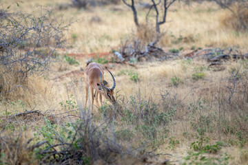 Impala in the wilderness of Namibia