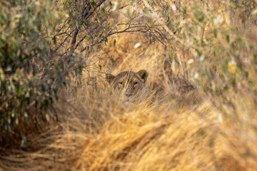 lioness in the grass