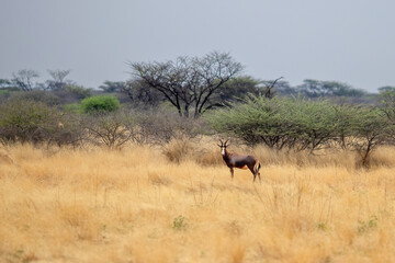 Naklejka premium blesbok in the bushlanf of Namibia