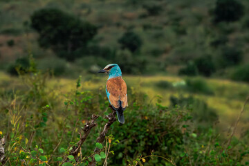 Coraciidae sits on a branch in Africa.