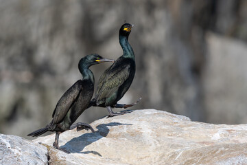Two Common Shags (Gulosus Aristotelis) Walking Over A Rock