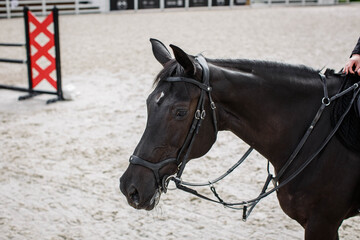 Black horse dressage, front view with rider in the test lesson short turns.