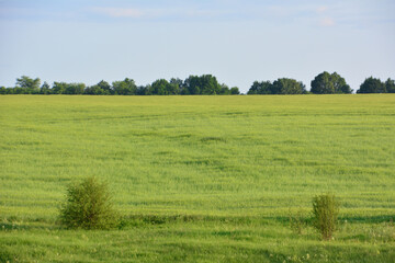 Expansive Green field on the hill with Distant Trees