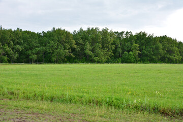 Lush Green Field Leading to a Dense Forest Edge Under a Cloudy Sky