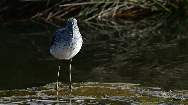 Common greenshank // Gr&uuml;nschenkel (Tringa nebularia) 