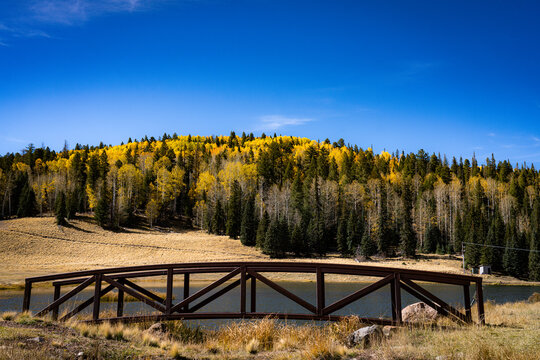 A sunning display of Autumn color in the White Mountains of Northeastern Arizona. 