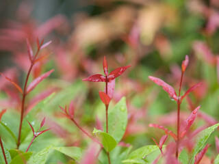  Christina tree has raindrops on its leaves.