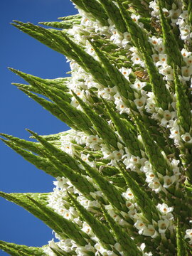 detail Puya of Raimonid