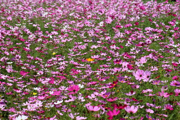 Fototapeta premium 秋桜爛漫 （高知県 奈半利町）