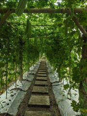 Pathway on agricultural