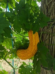 momordica fruit on the tree