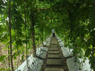 Pathway on agricultural