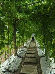 Pathway on agricultural