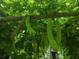 momordica fruit on the tree