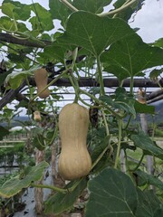 curcubita fruit on the tree