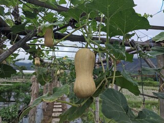 curcubita fruit on the tree