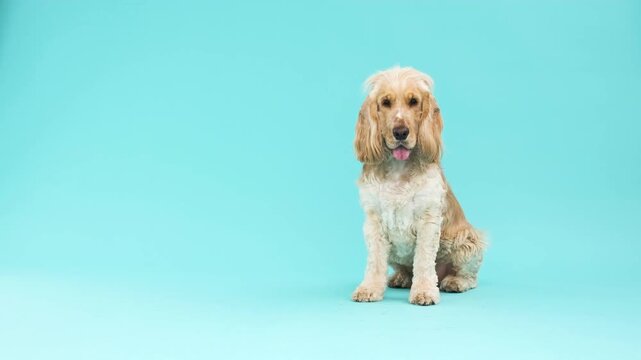 A beige happy cocker spaniel sitting in a studio setting