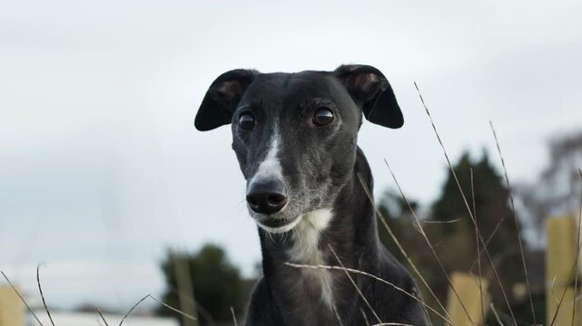 A black and white whippet dog on a beach looking around