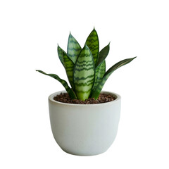 Small indoor plant with vibrant green leaves planted in a ceramic pot placed on a white background with soft light highlighting the foliage