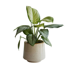 Small indoor plant with vibrant green leaves planted in a ceramic pot placed on a white background with soft light highlighting the foliage