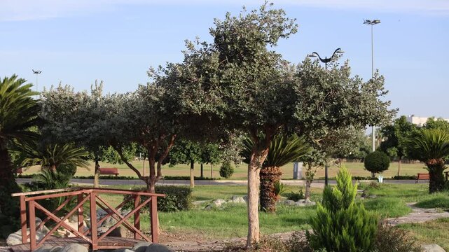  fig guava (feijoa sellowiana) trees in a park