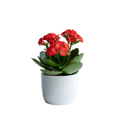 set Red plant in pot isolate on white background